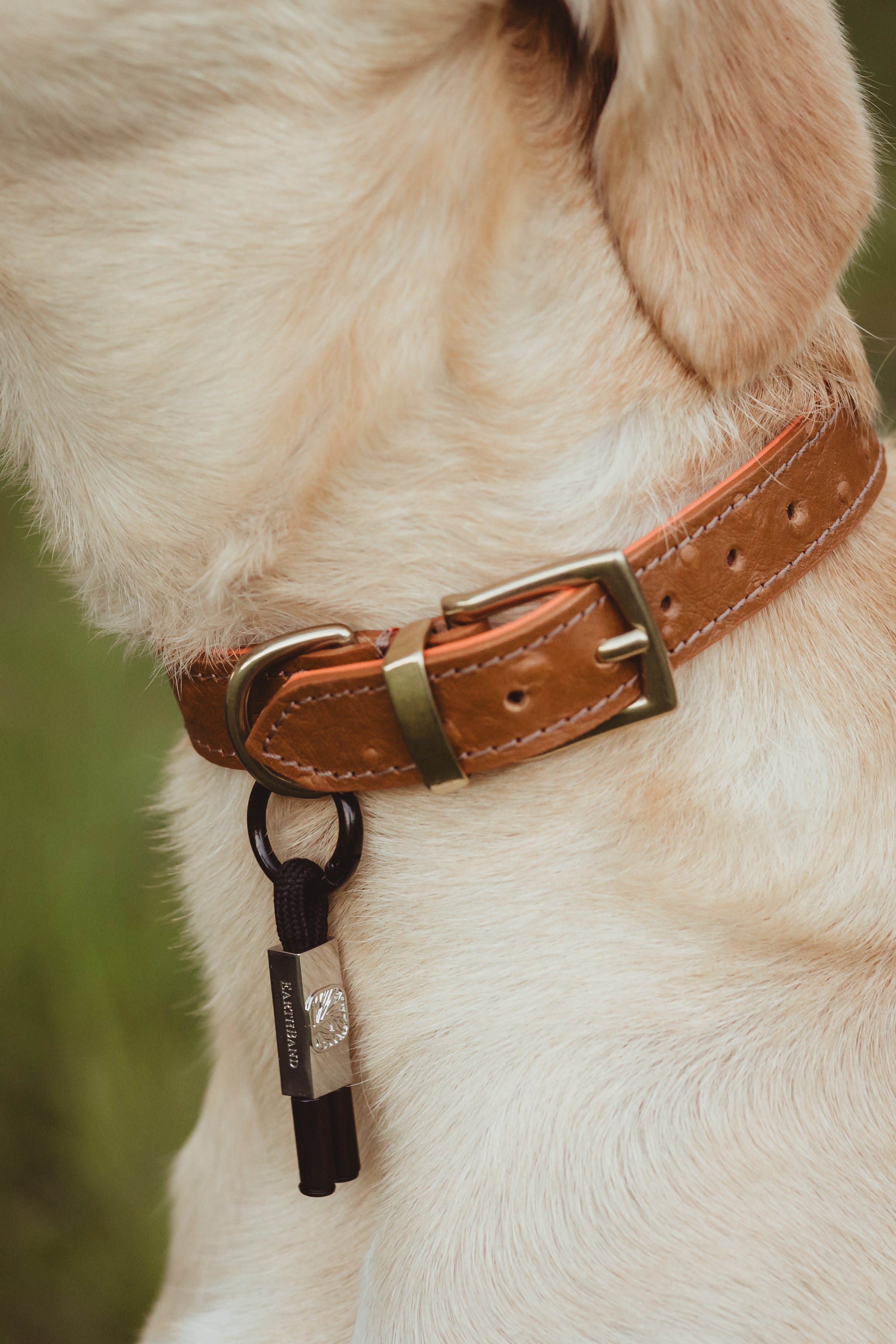 PetBand Black