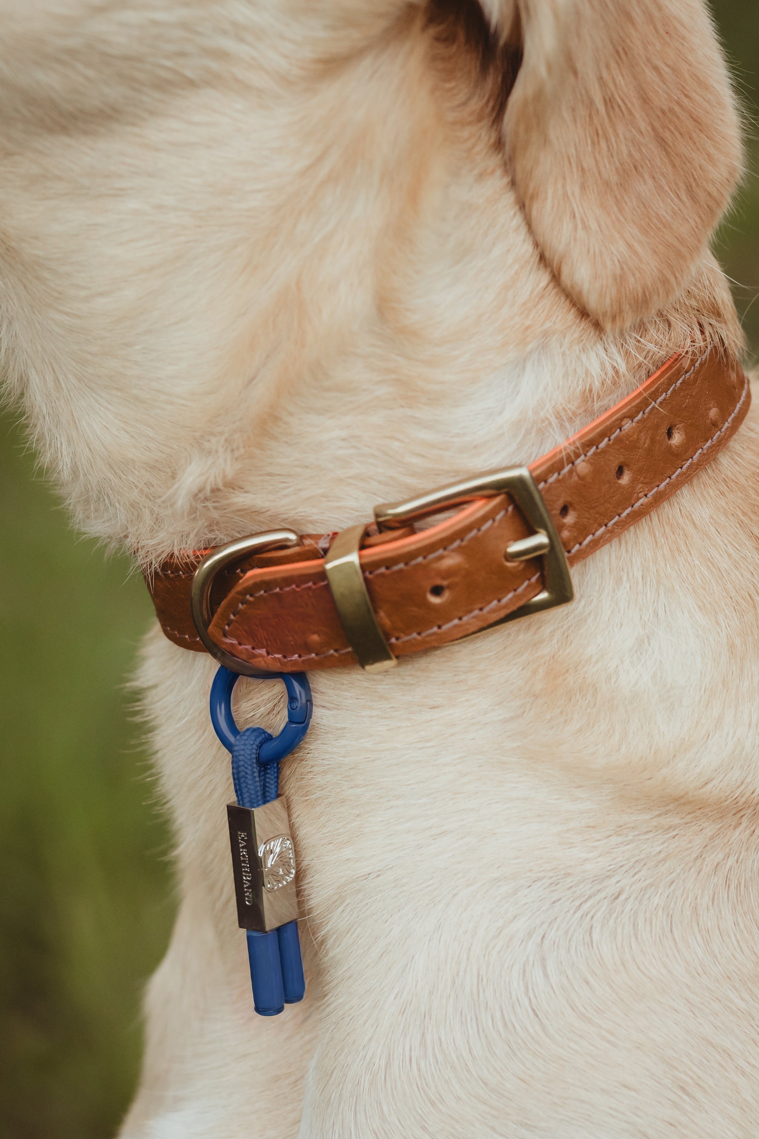 PetBand Ocean Blue