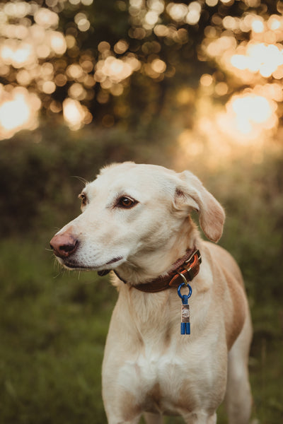 PetBand Ocean Blue