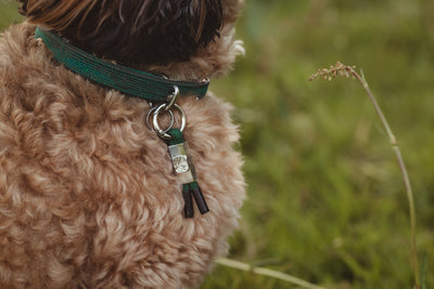 PetBand Forest Green
